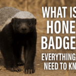Honey Badger